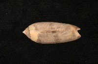 藏品(蠟燭榧螺)的圖片